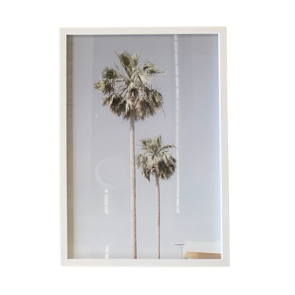 Palm Tree Photo & Photograph for Sale