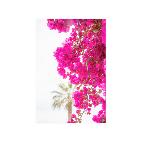 Bougainvillia and Palm Tree- Photographic Art Print