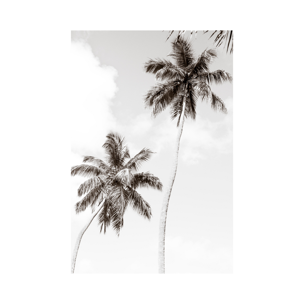 Palm Trees Photographic Art: Tropical Paradise