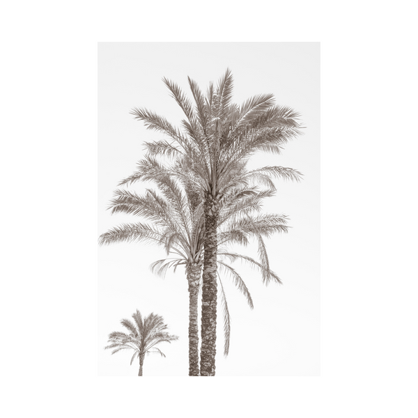 Palm Tree - Photographic Art Print For Your Home