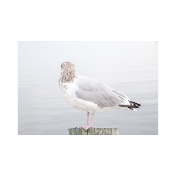 Seagull - Photographic Art Print For Your Home Décor