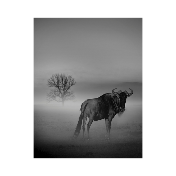 Wildebeest in the Fog Photographic Print