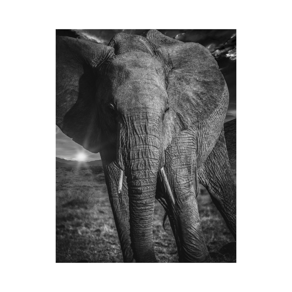 Elephant Gazing-Photographic Art Print