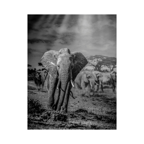 Ray of Elephants Photographic Print: Majestic Wildlife