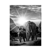 Photos of Elephants - Buy Stunning Framed Or Canvas Prints