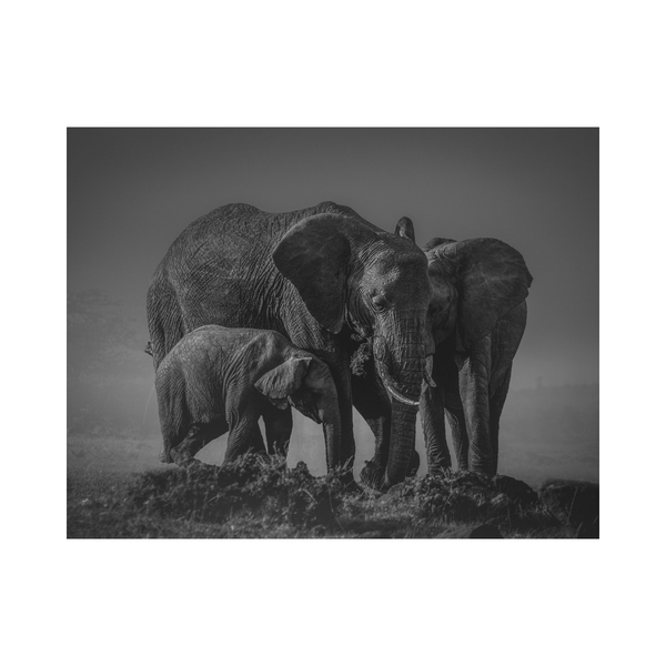 Elephant Family artwork