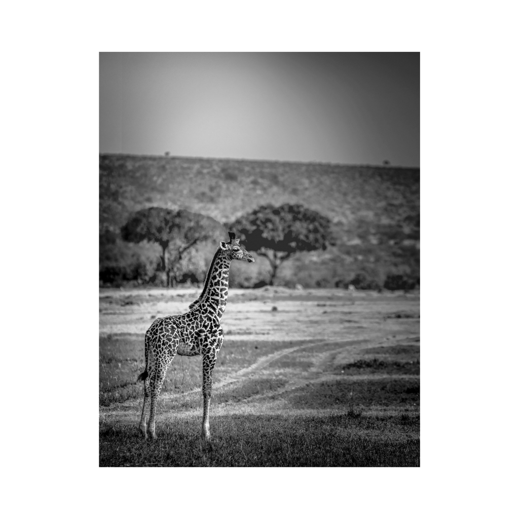 Lone Giraffe Photographic Print: Serene Wilderness