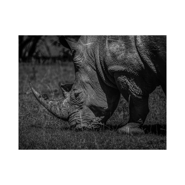 Rhino Photographic Art Print