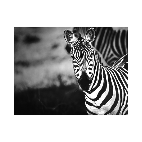 Zebra Gazing Photographic Print
