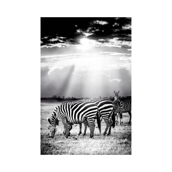 Zebra Looker Photographic Print