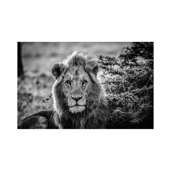 Lion Gazer Photographic Print: Majestic Wildlife