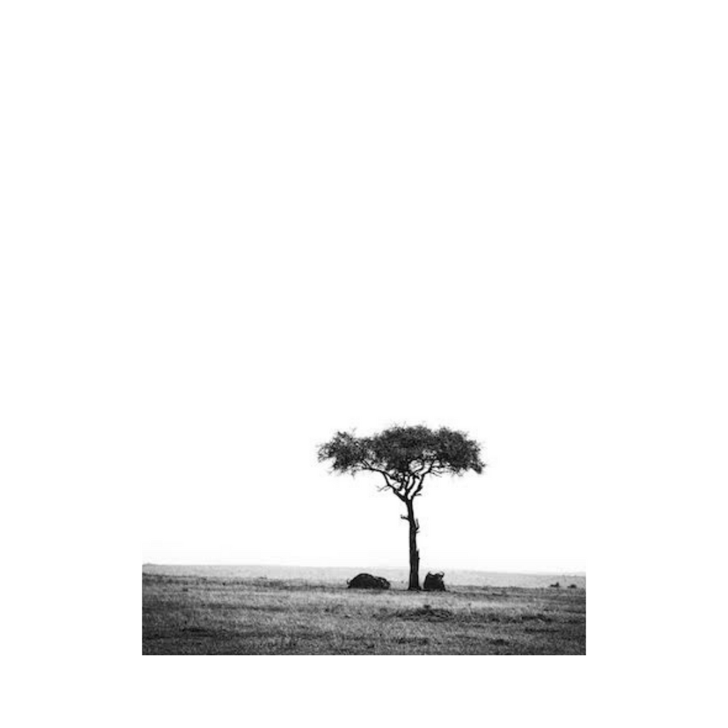 Distant Wildebeests-Photographic Art