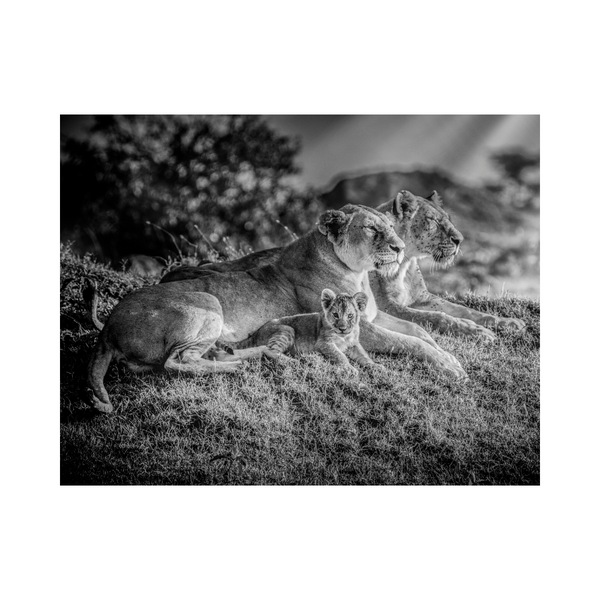 The Lion Family Photographic Print