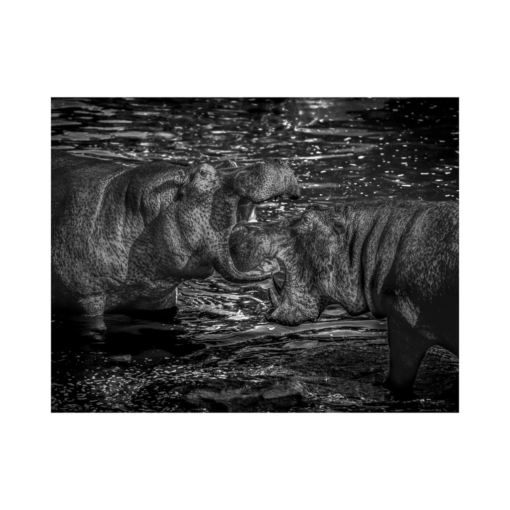 Hippo Hype Photographic Print: Majestic Wildlife