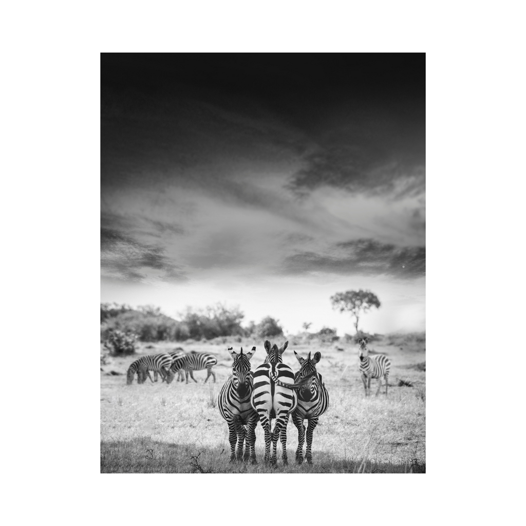 Zebras in the Wild Photography Print For Sale