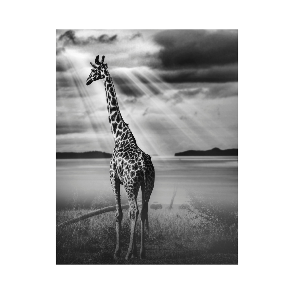Gleaming Giraffe Photographic Print: Wild Elegance