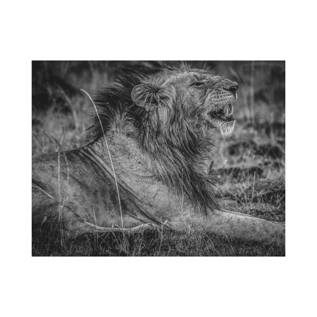 Lion Roaring Photography Print For Home Decor