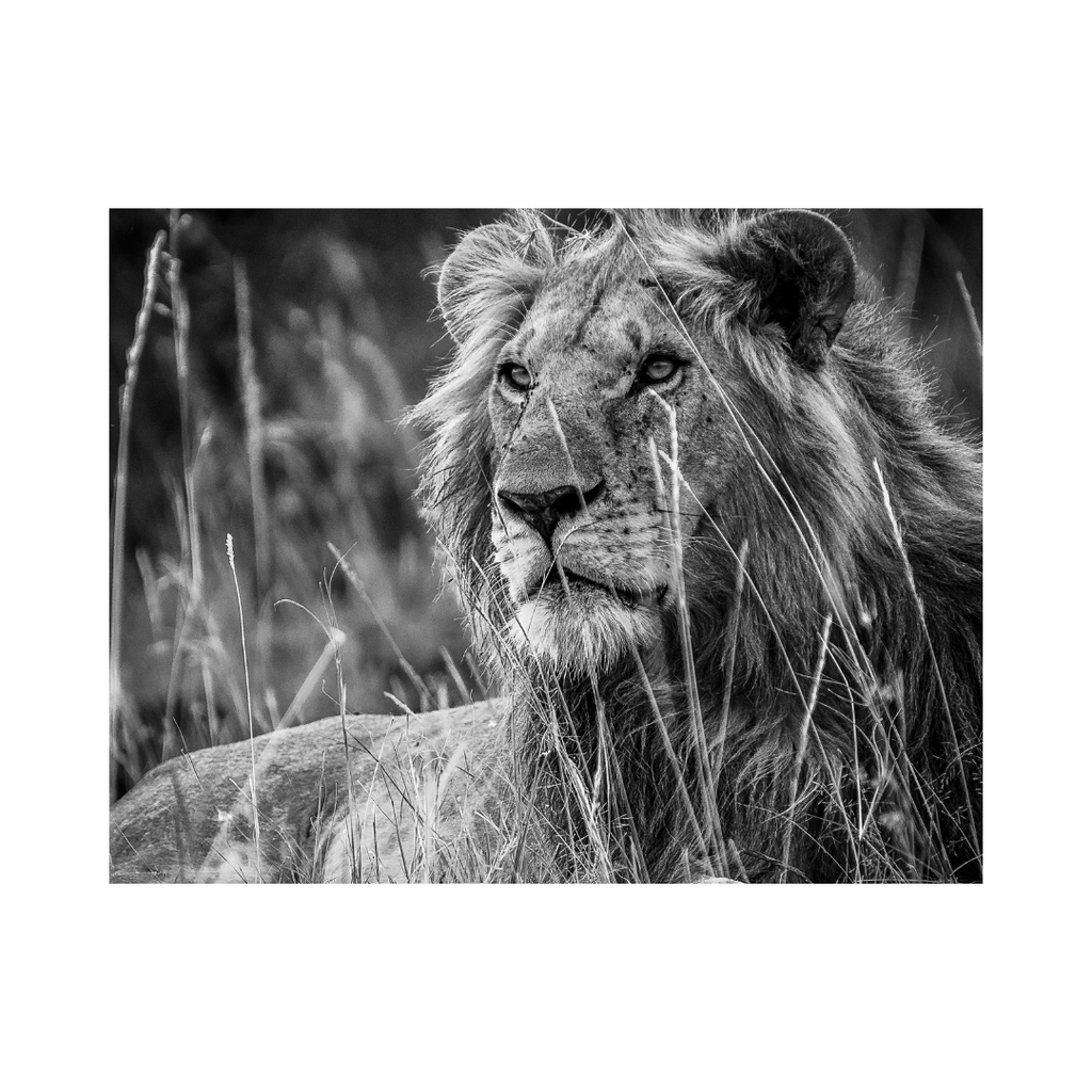 The Lion Photographic Art Print