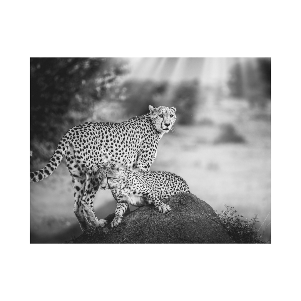 Cheetah Photography For Sale