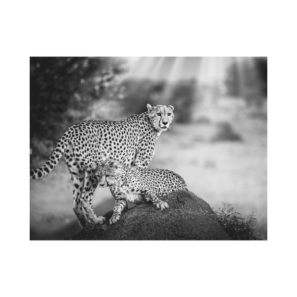 Cheetah Photography For Sale