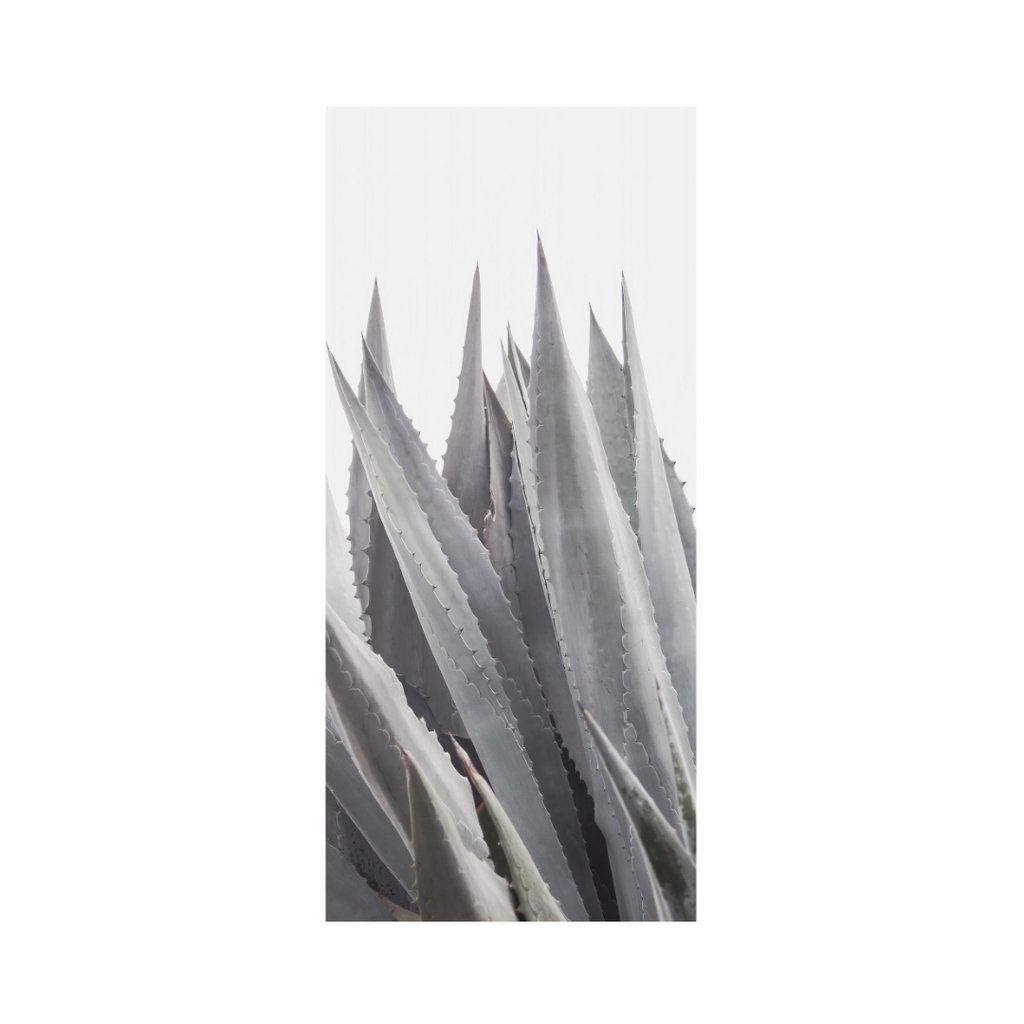 Agave Americana- Photographic Art Print by Cattie Coyle