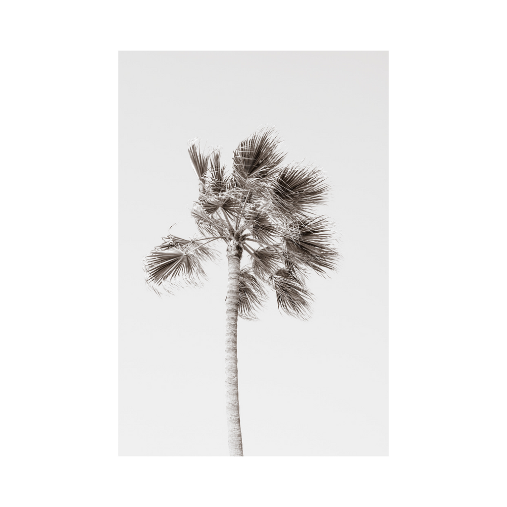 California Palm Tree-Photographic Art