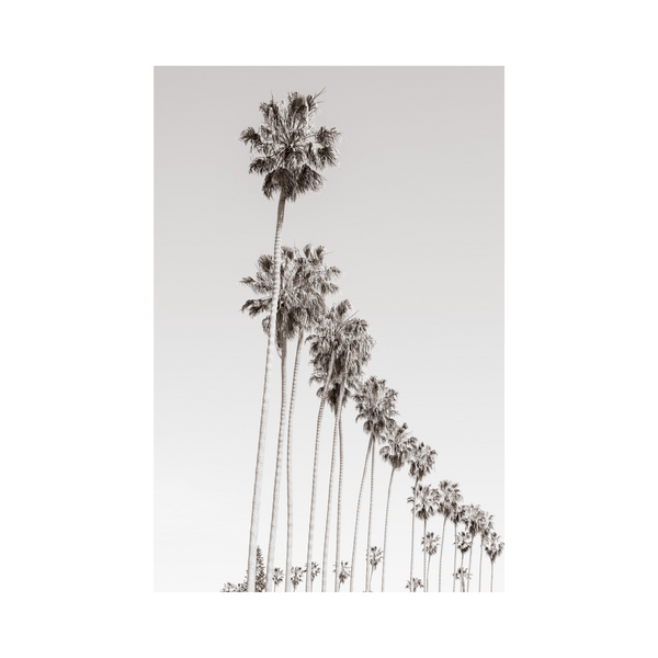 California Palm Trees- Photographic Art Print