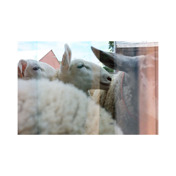 Counting Sheep-Photographic Art