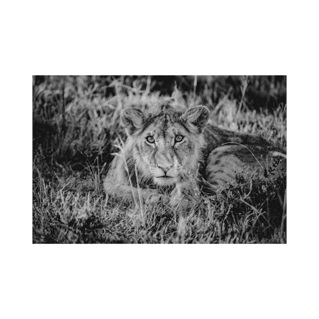 The Lioness Photographic Print