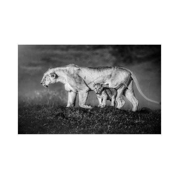 The Lioness & Her Cub Photographic Print
