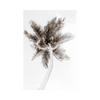 Palm Tree Photographic Print: Tropical Elegance