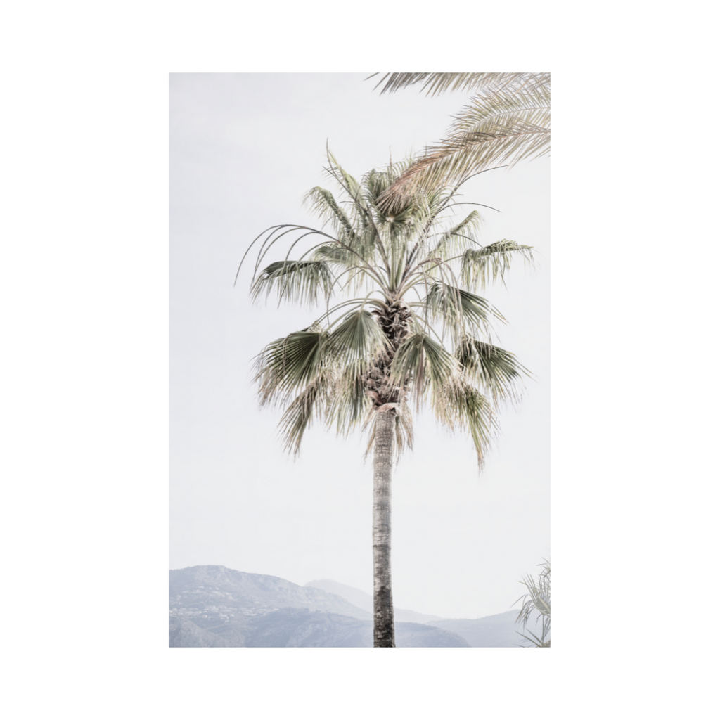 Palm Tree - Photographic Art Print For Wall Framing