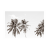 Palm Trees Photographic Print: Tropical Serenity