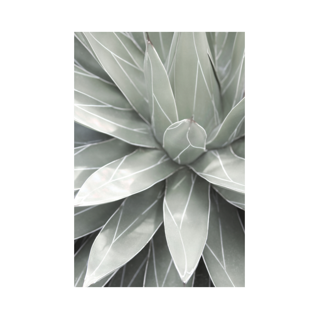 Queen Victoria Agave - Photographic Art Print For Wall Framing