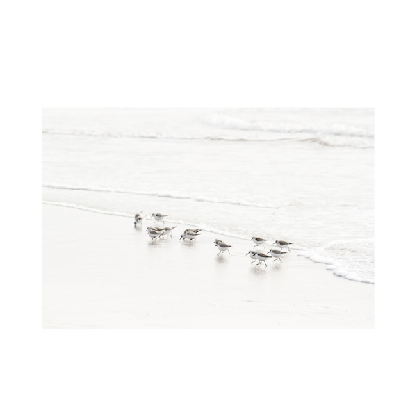 Sandpipers Photography Print & Wall Art